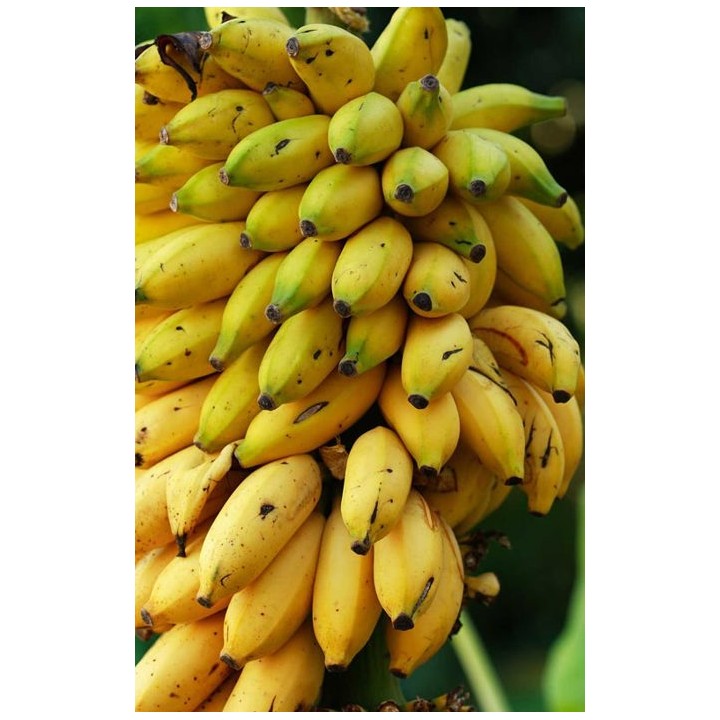 Syrop barmański Bananowy 700 ml do Kawy Drinków syrop koncentrat TEISSEIRE AMK