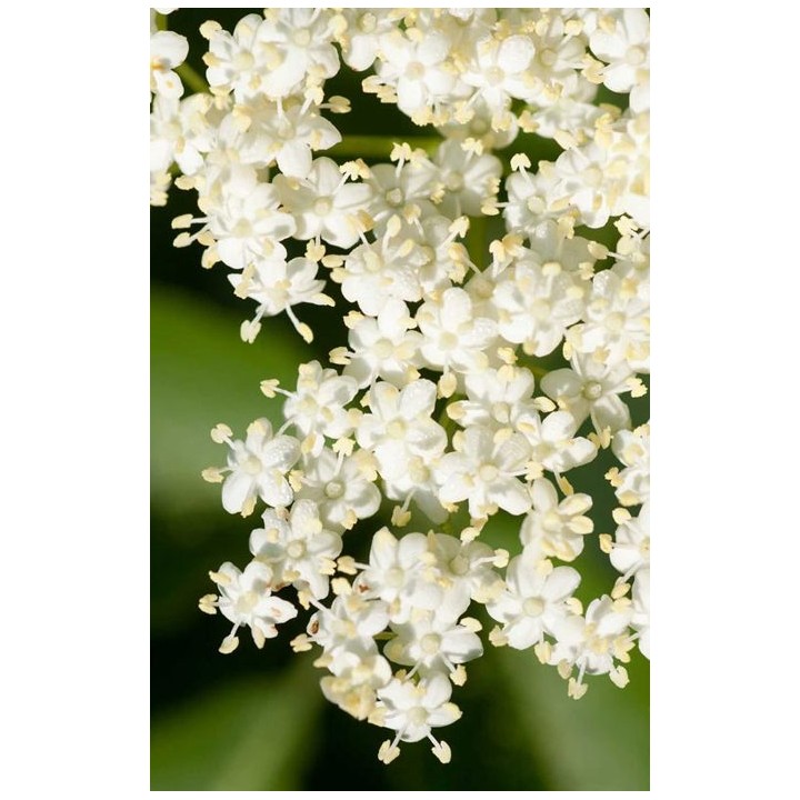 ,TEISSEIRE Syrop z kwiatów czarnego bzu 0,7lAMK