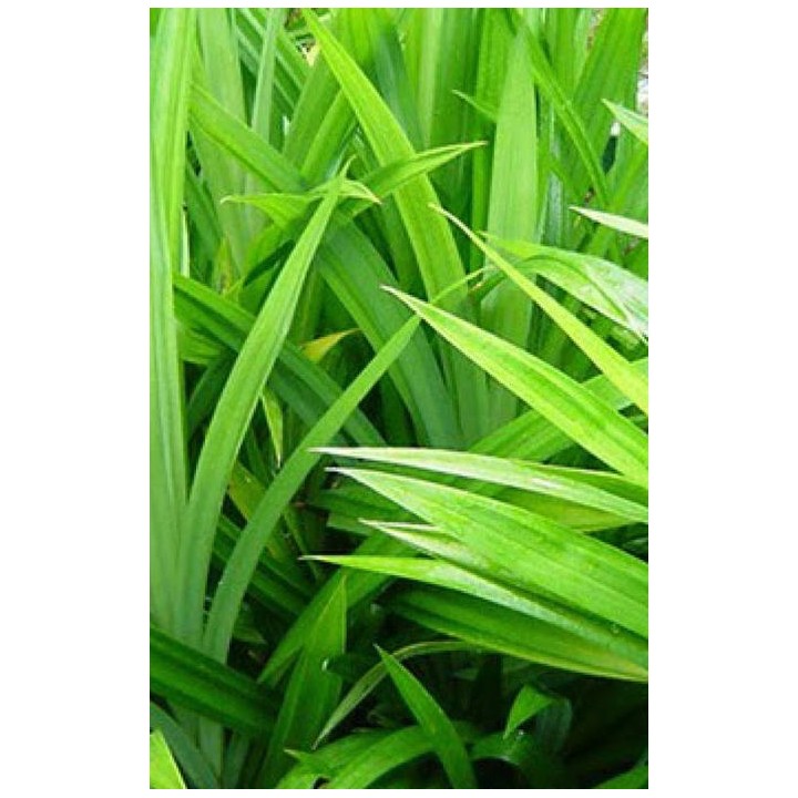 Syrop barmański PANDAN 700 ml do kawy drinków deserów koncentrat TEISSEIRE AMK